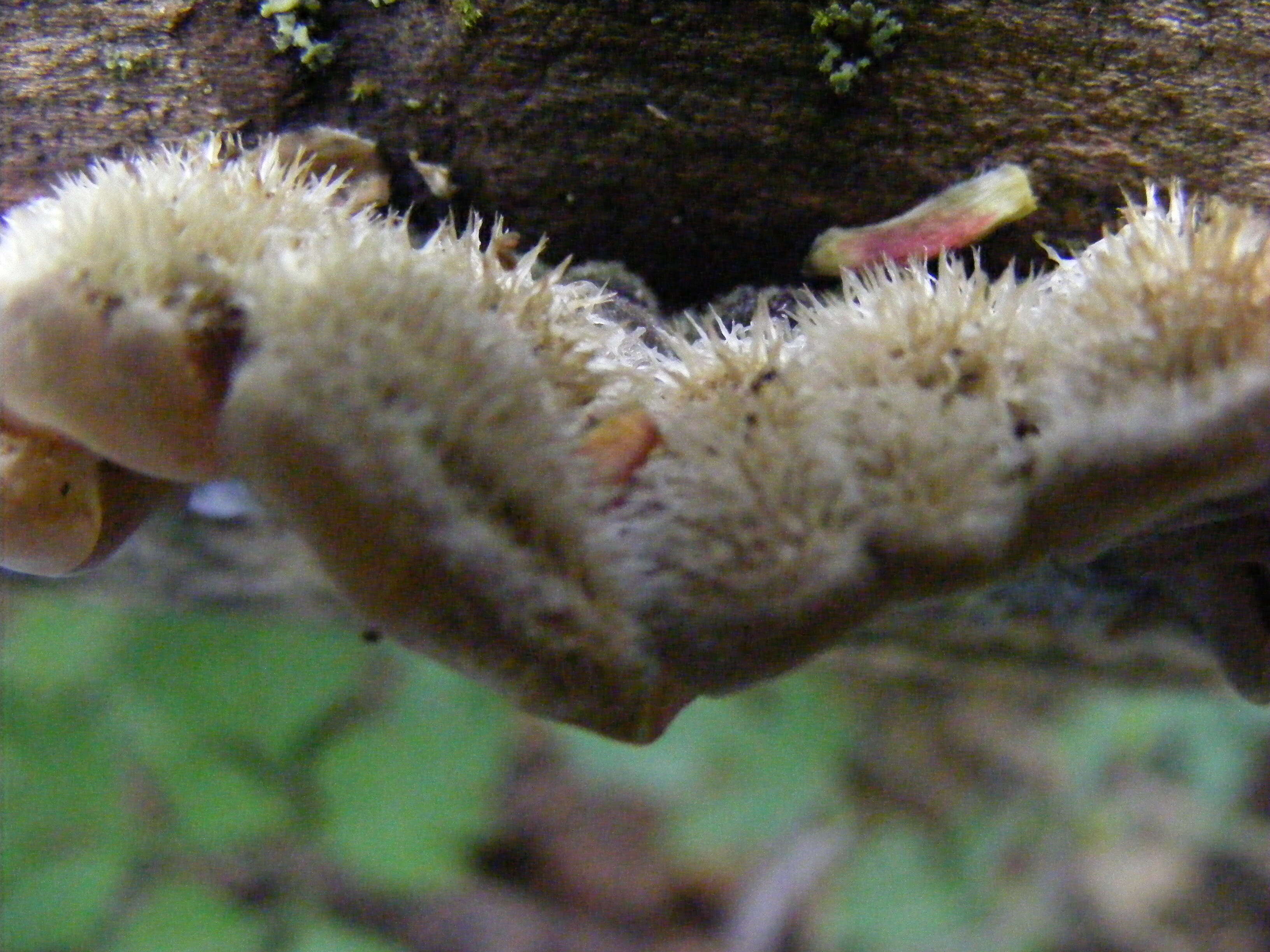 Image of Auricularia mesenterica (Dicks.) Pers. 1822