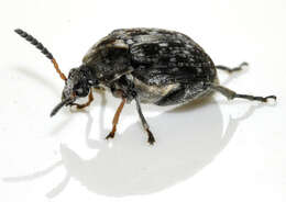 Image of Bean seed beetle