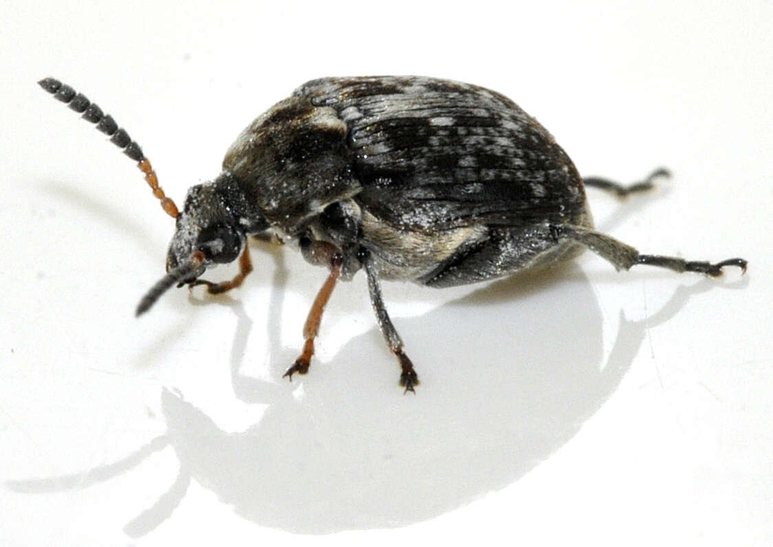 Image of Bean seed beetle