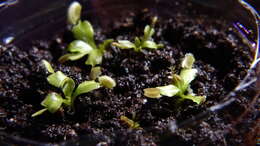 Image de Dionaea