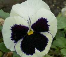 Image of hybrid violet