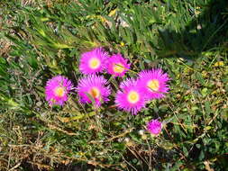 Image of Ice Plants