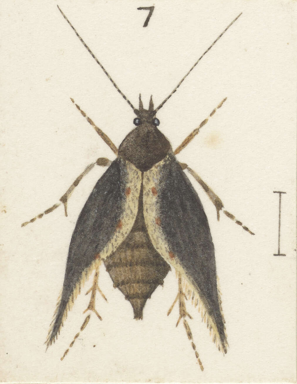 Image of Atomotricha versuta Meyrick 1914