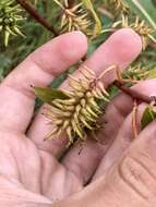 Image of Autumn Willow