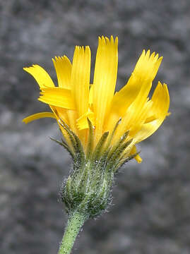 Image of Hieracium caesium (R. E. Fr.) R. E. Fr.