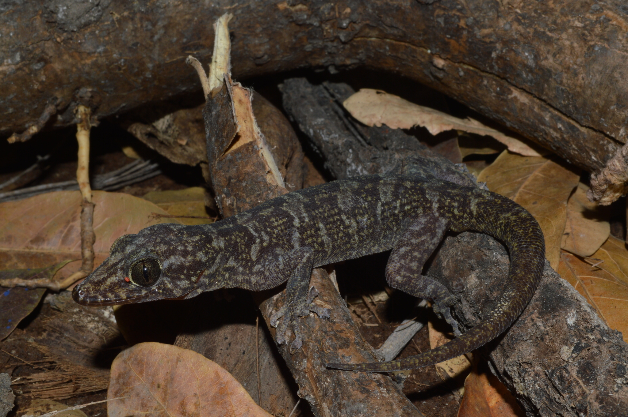 Del Campo's Leaf-toed Gecko - Encyclopedia of Life