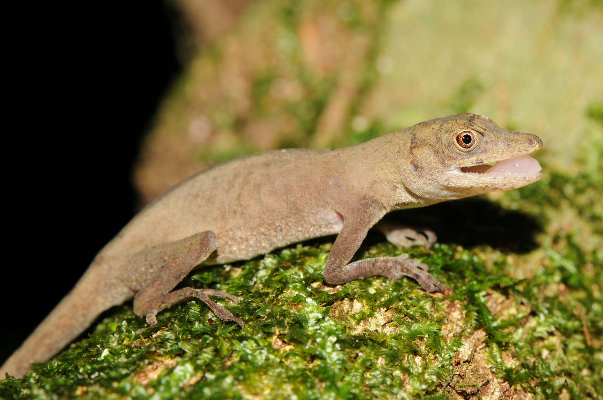 Image of Brown-eared anole