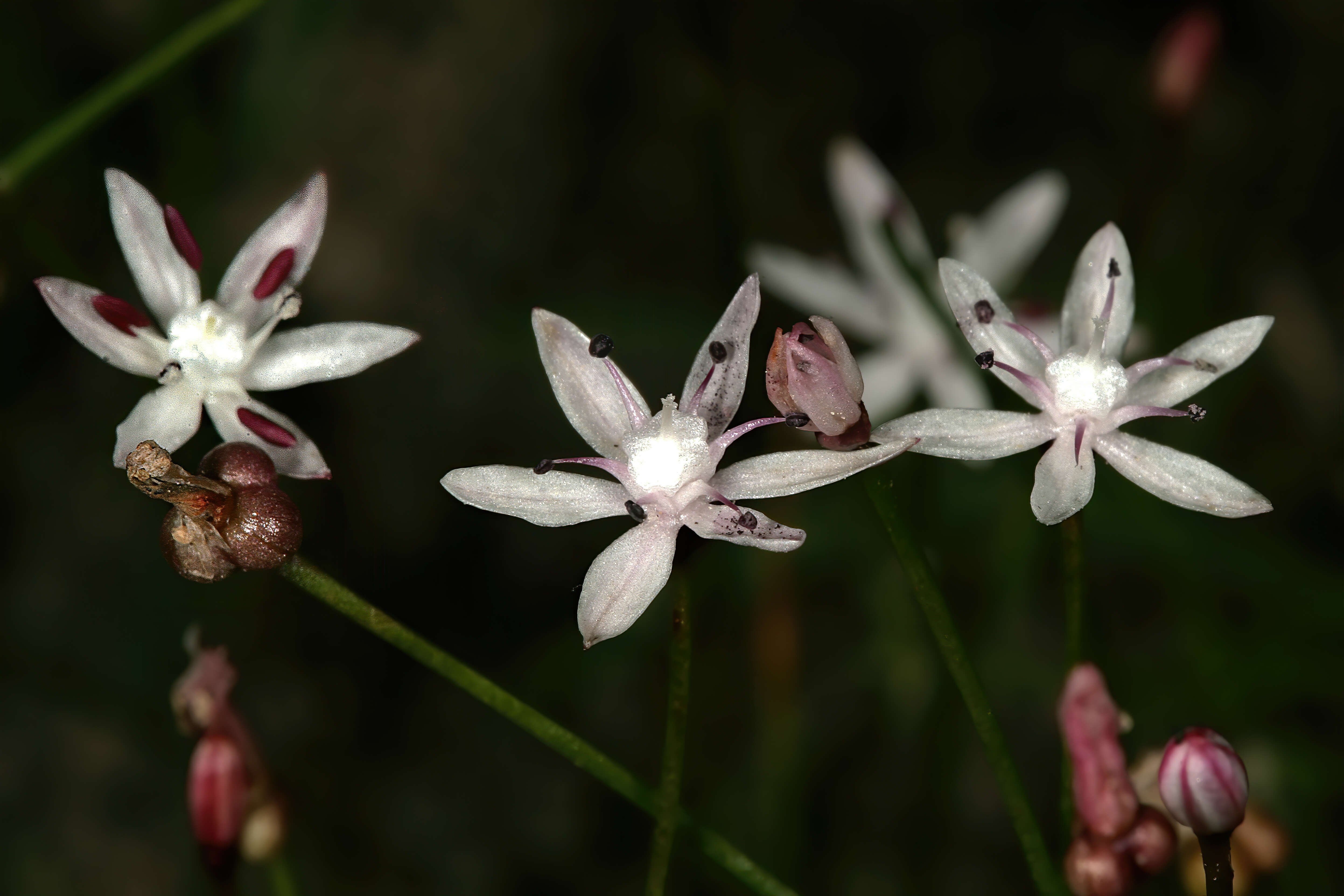 Image of Strumaria tenella (L. fil.) Snijman