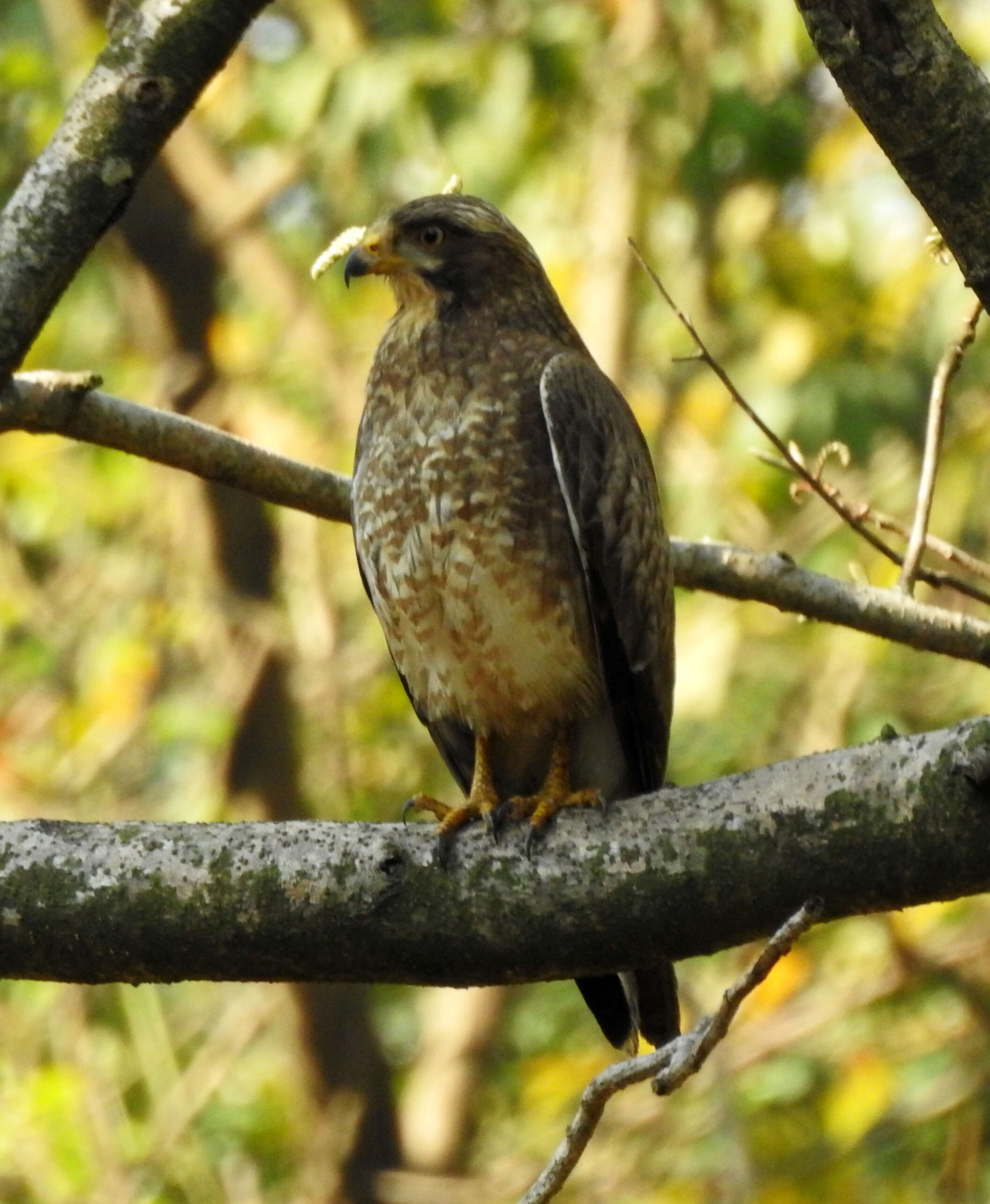 Image of White-eyed Buzzard