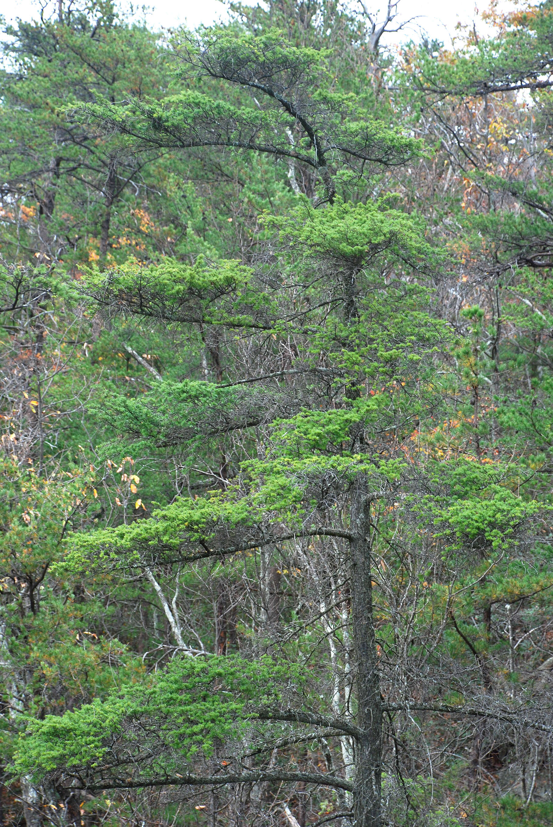 Image of Carolina Hemlock