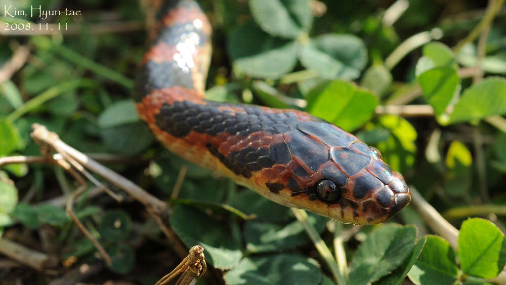 Image of Red-banded Snake