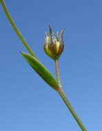 Image of French flax