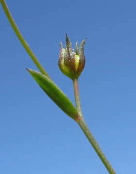 Image of French flax