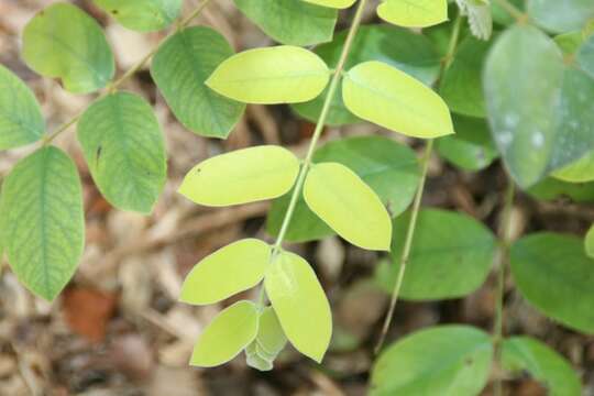 Image of Cassia bakeriana Craib