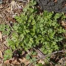 Image of <i>Artemisia vulgaris</i>