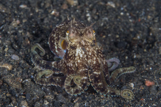 Image of Coconut shell octopus
