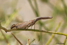 Image of dictyopharid planthoppers