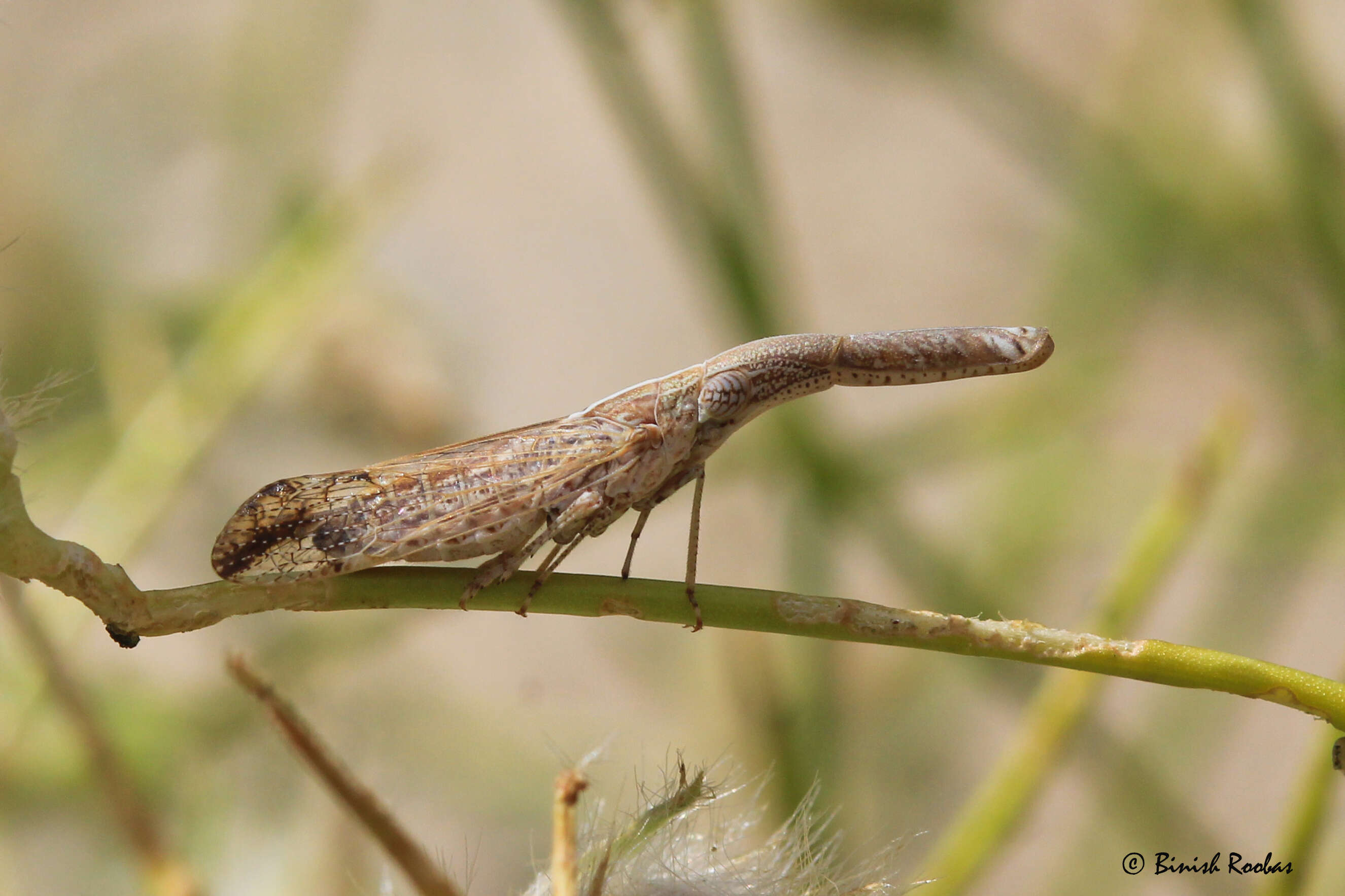 Image of dictyopharid planthoppers