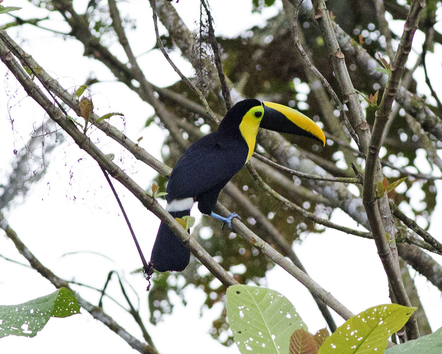 Image of Choco Toucan