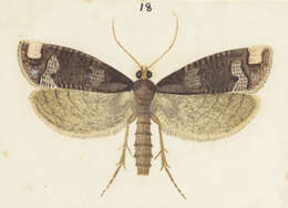 Image of Proditrix tetragona Hudson 1918