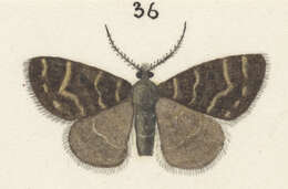 Image of Notoreas atmogramma Meyrick 1911