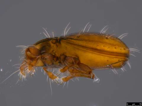 Image of oribatid mites