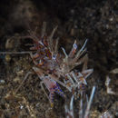 Image of Phyllognathia ceratophthalma (Balss 1913)