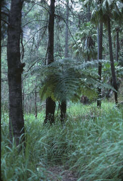 Image of Lacy Tree Fern