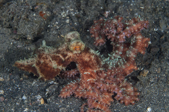 Image of Starry night octopus