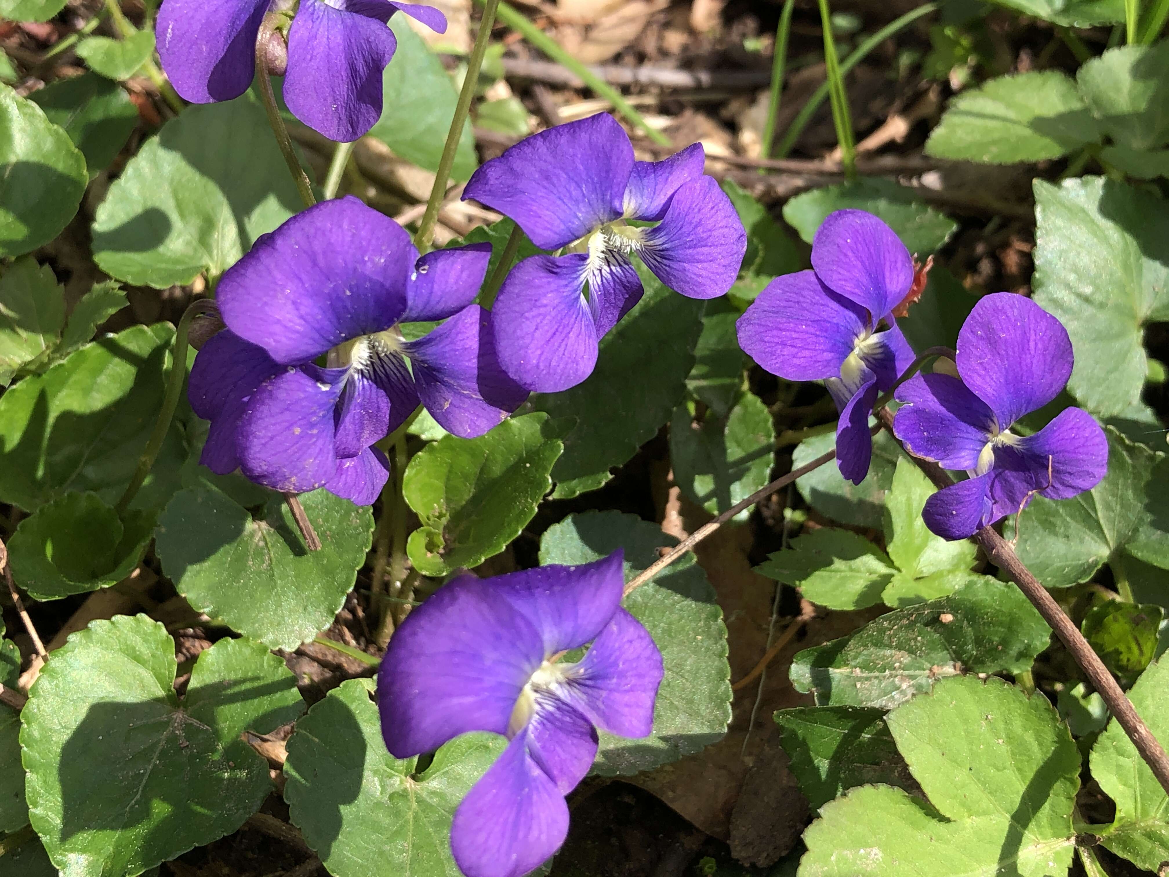 Image of common blue violet