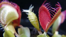 Image de Dionaea