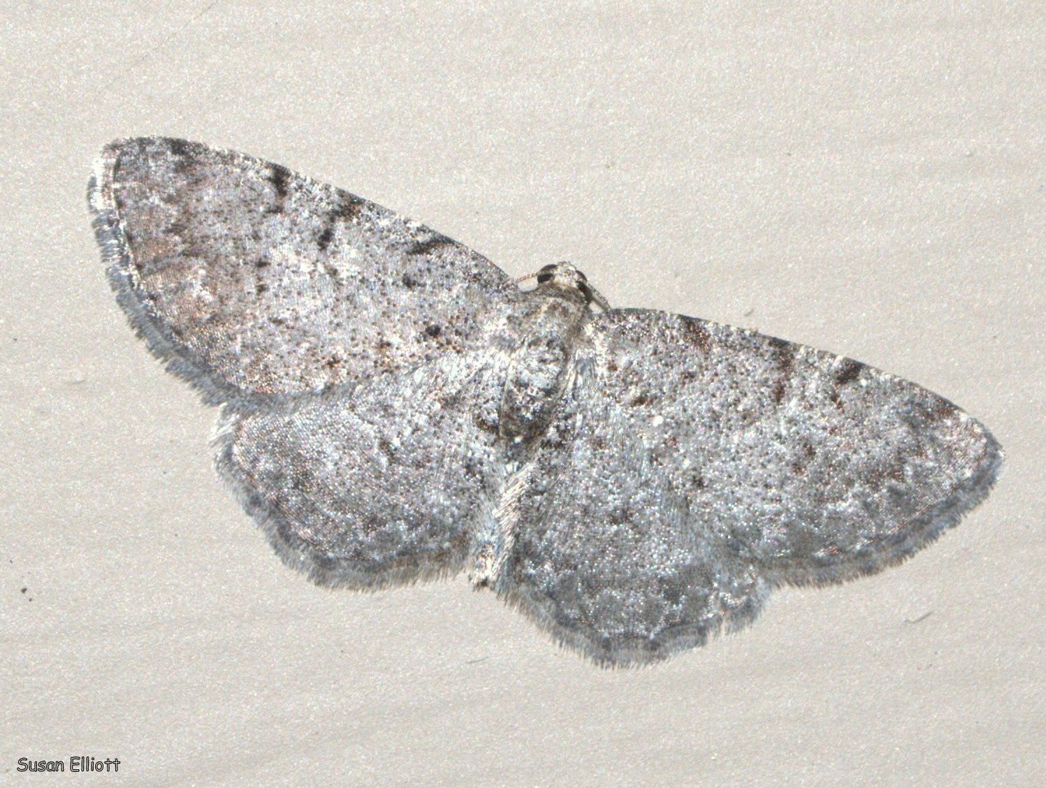 Image of Four-barred Gray
