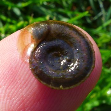 Image of Ram's Horn Snail