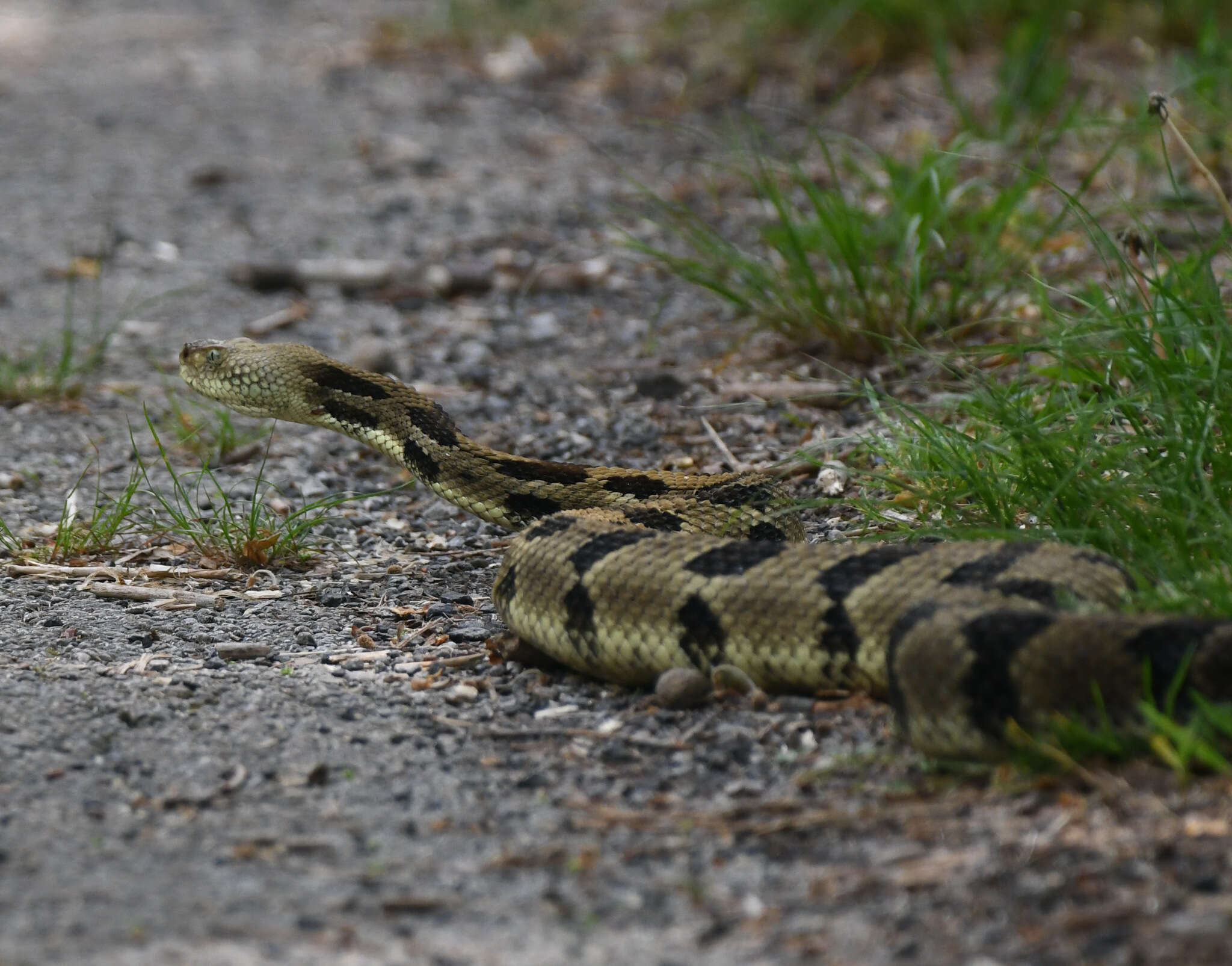 Image of Timber Rattlesnake