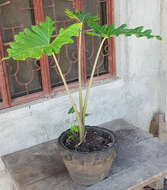 Image of Alocasia portei Schott