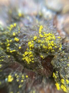 Image of eggyolk lichen