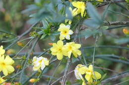 Image of Japanese jasmine