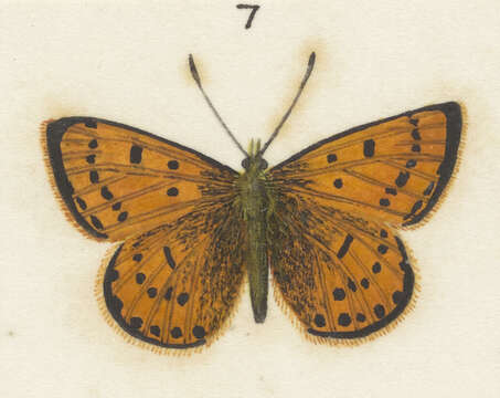 Image of Lycaena salustius (Fabricius 1793)