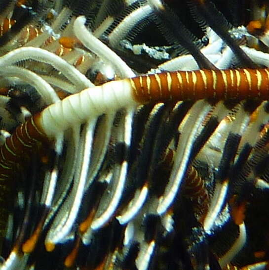 Image of Noble Feather Star