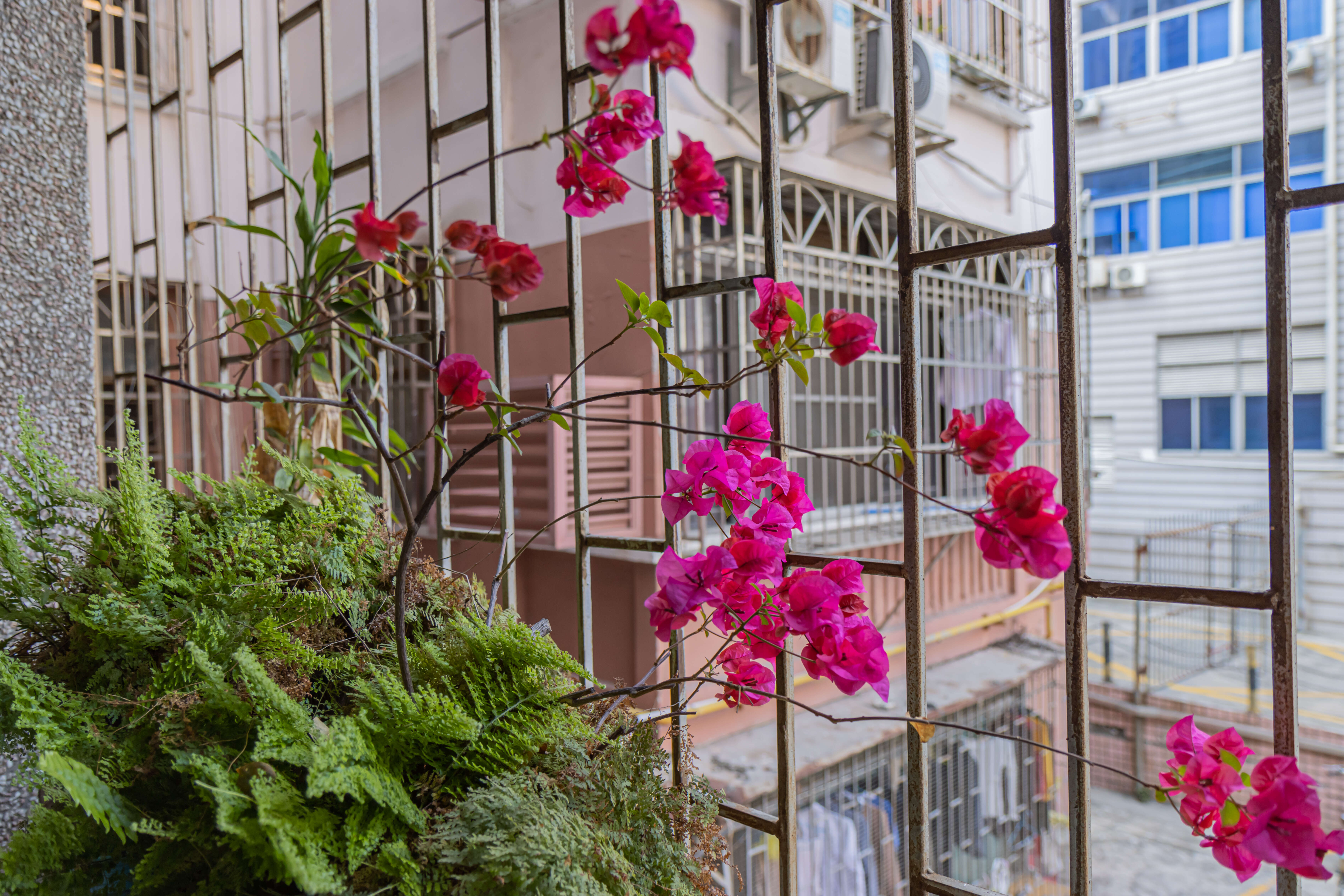 Слика од Bougainvillea