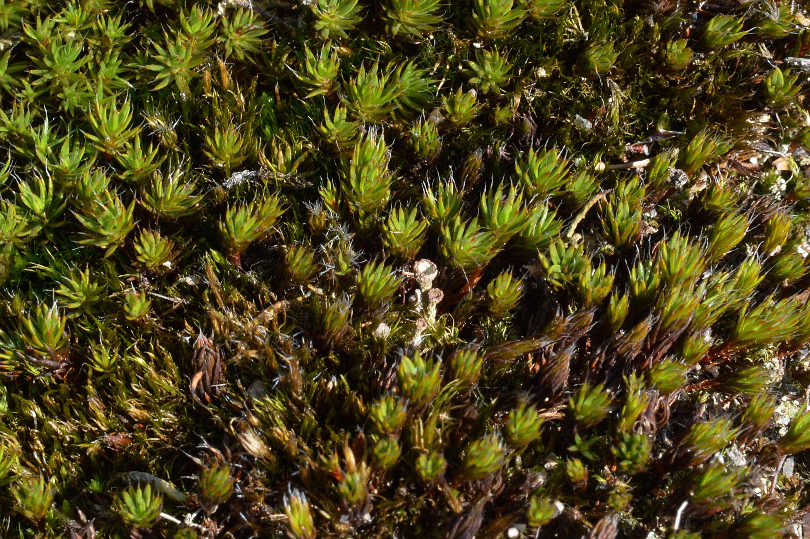 Image of Polytrichum moss