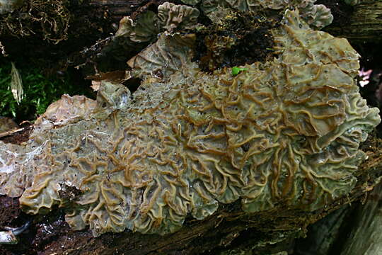 Image of Auricularia mesenterica (Dicks.) Pers. 1822