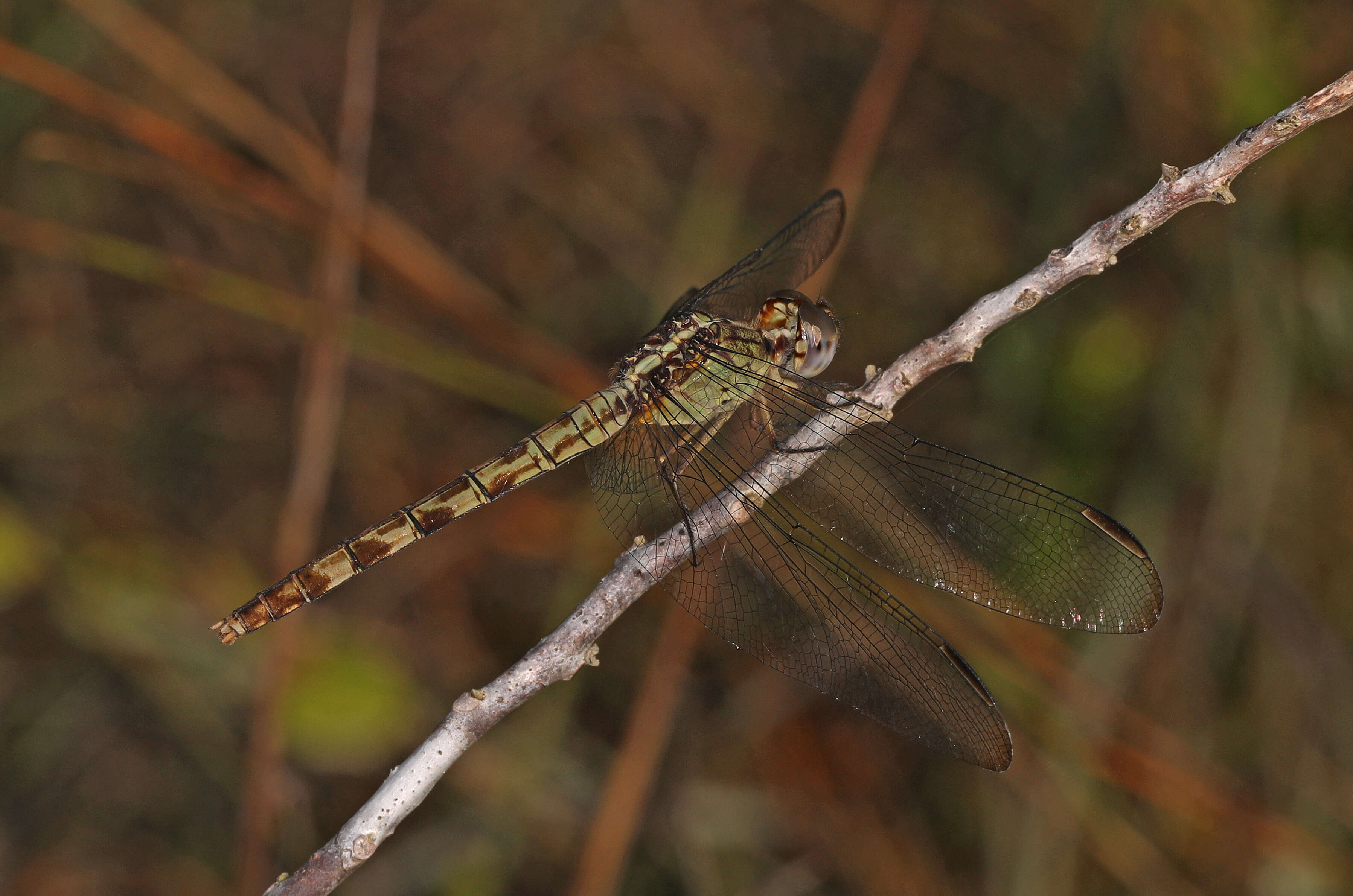 Sivun Erythrodiplax umbrata (Linnaeus 1758) kuva