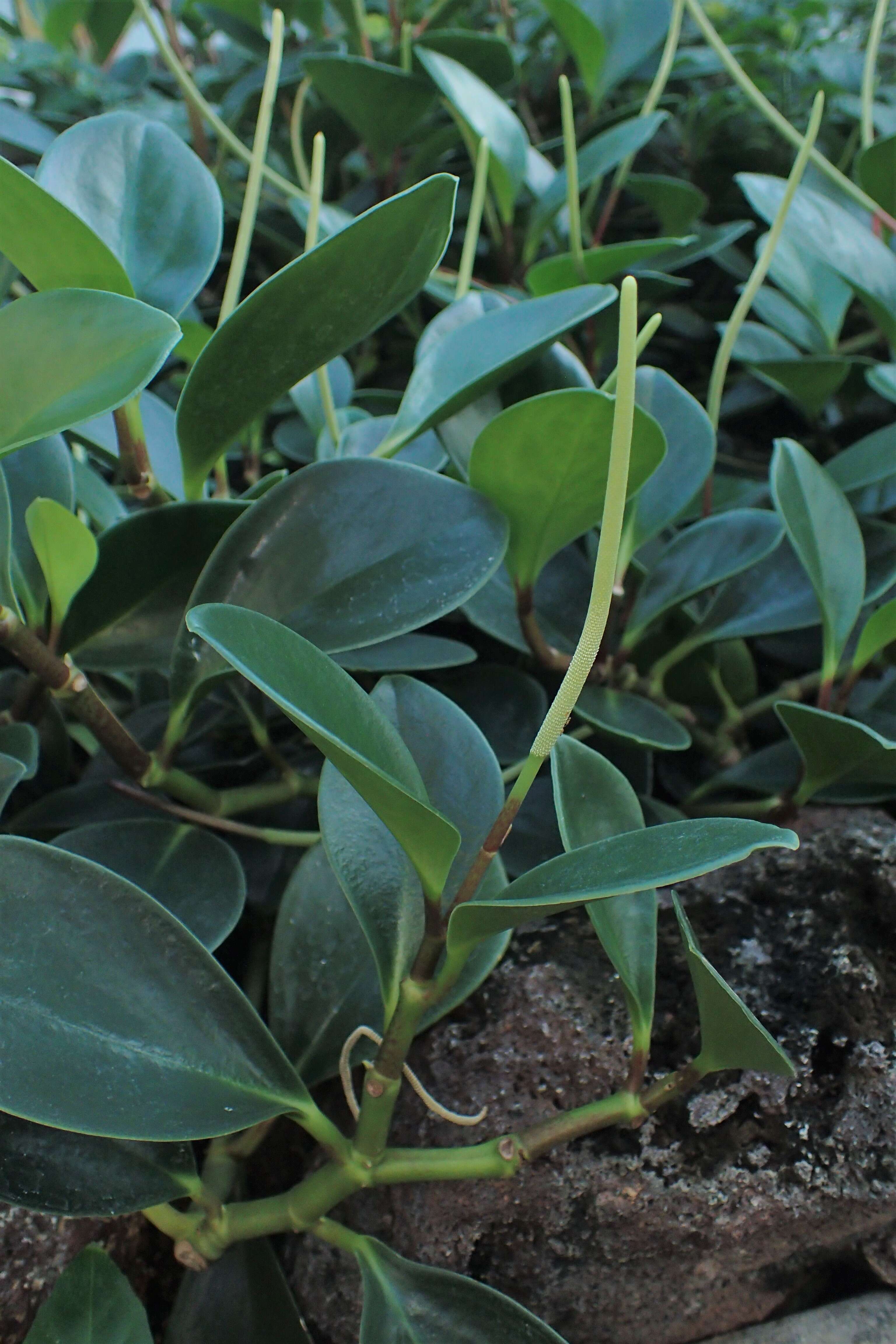 Image of spoonleaf peperomia