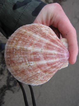 Image of Iceland scallop