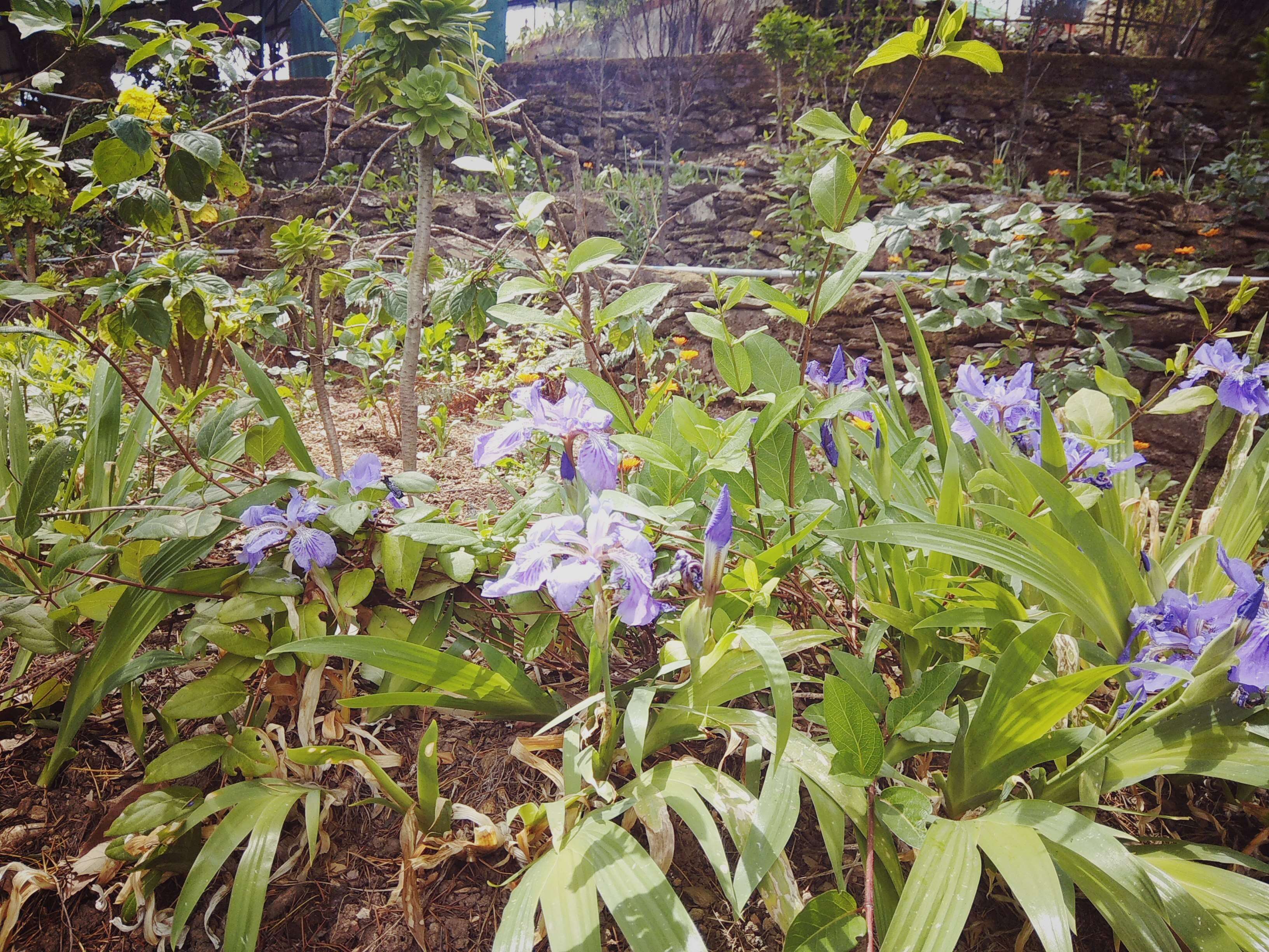 Image de Iris tectorum Maxim.