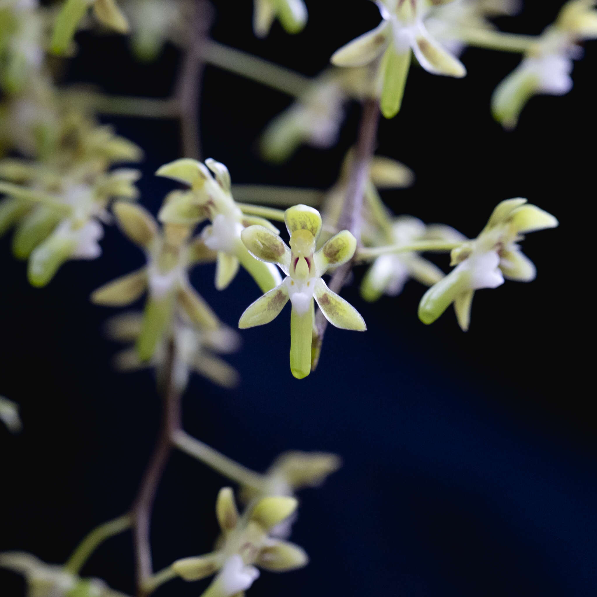 Image of Small tangle orchids