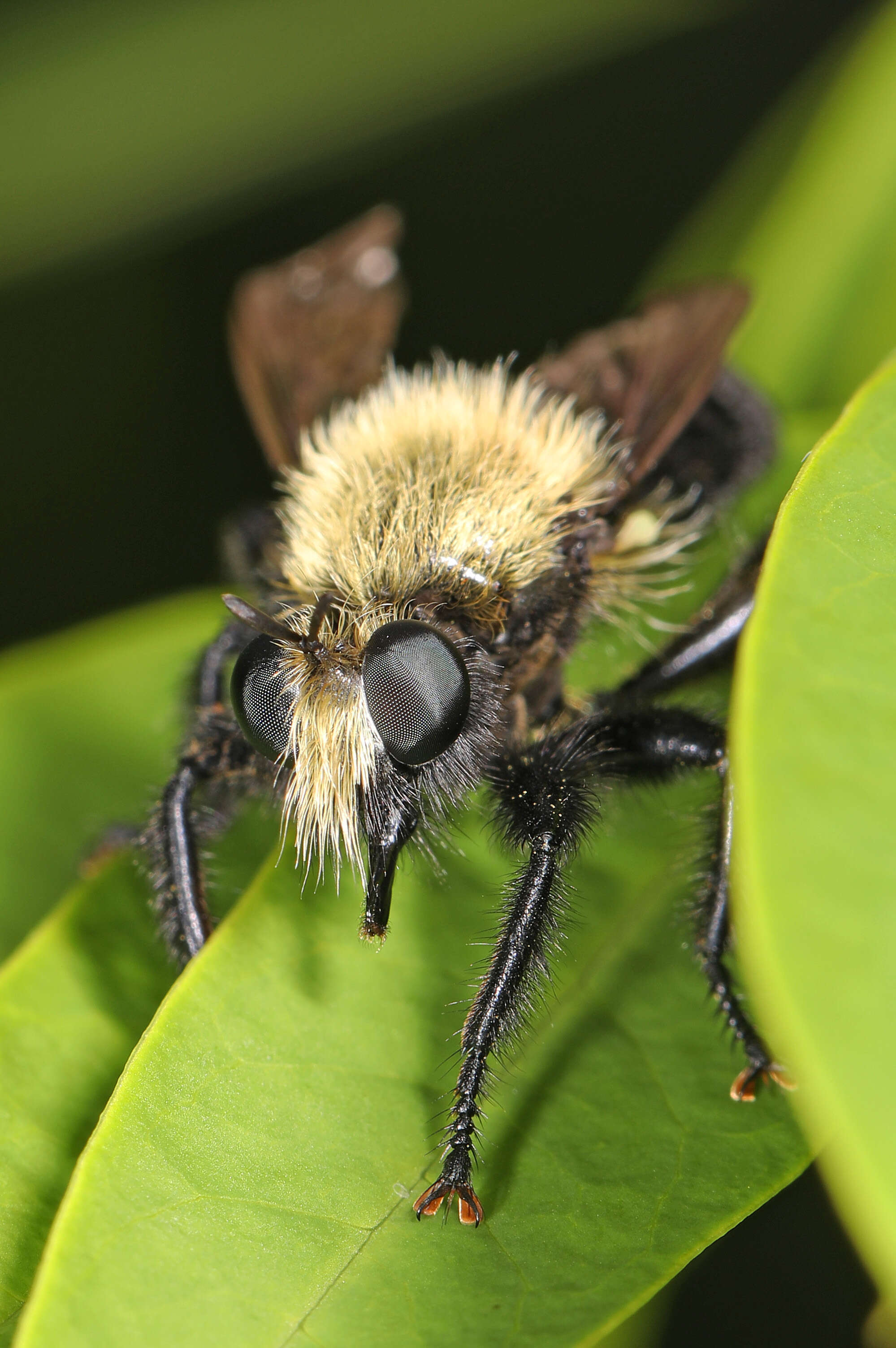 صورة Laphria flavicollis Say 1824