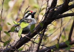 Image of Acacia Pied Barbet