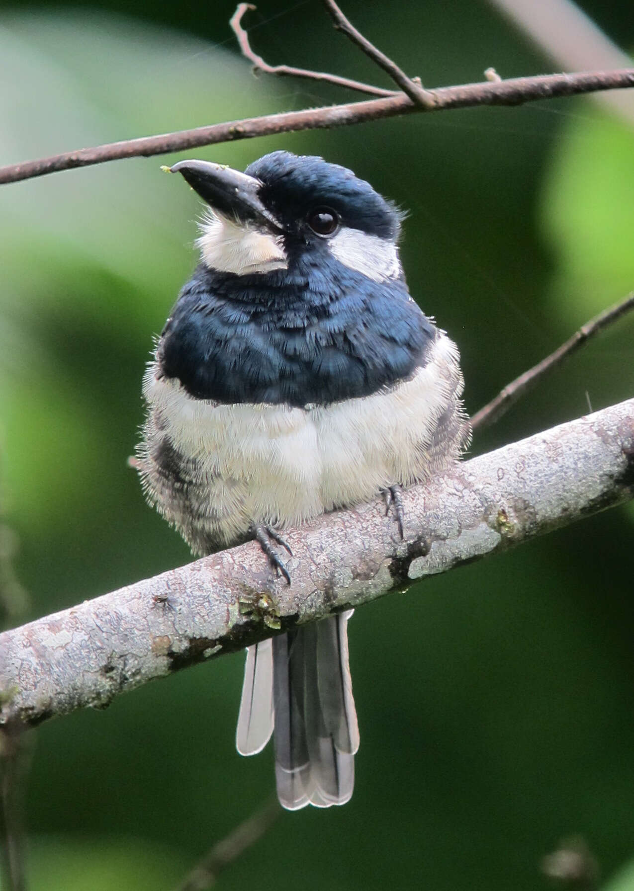 Image of Black-breasted Puffbird